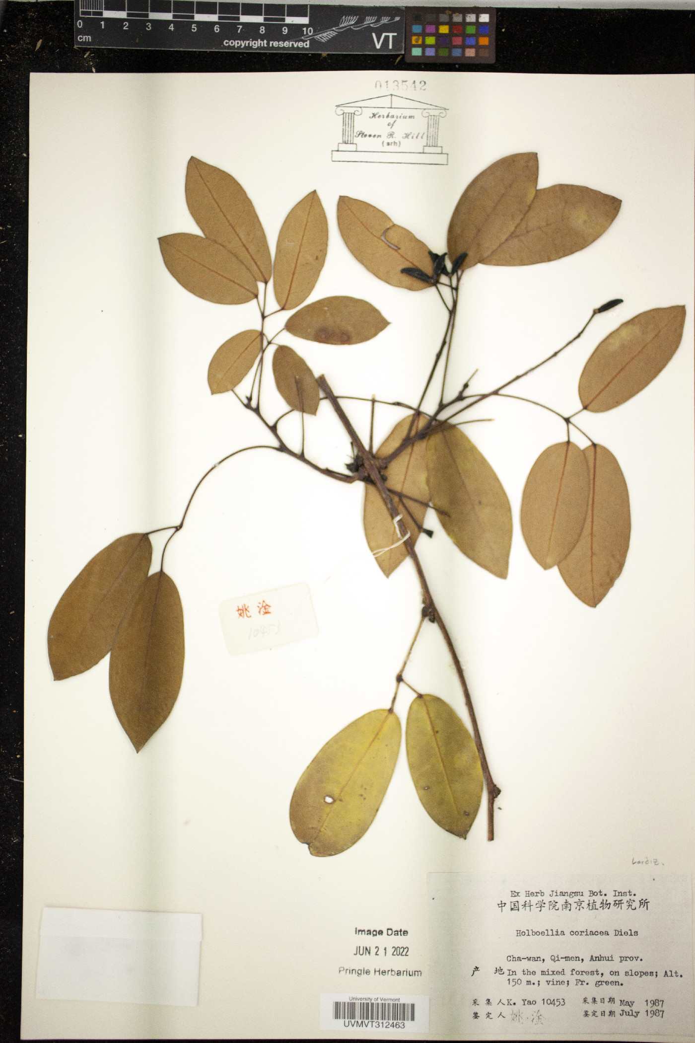 Stauntonia coriacea image