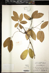 Image of Holboellia coriacea