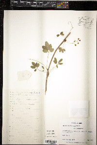 Image of Holboellia angustifolia