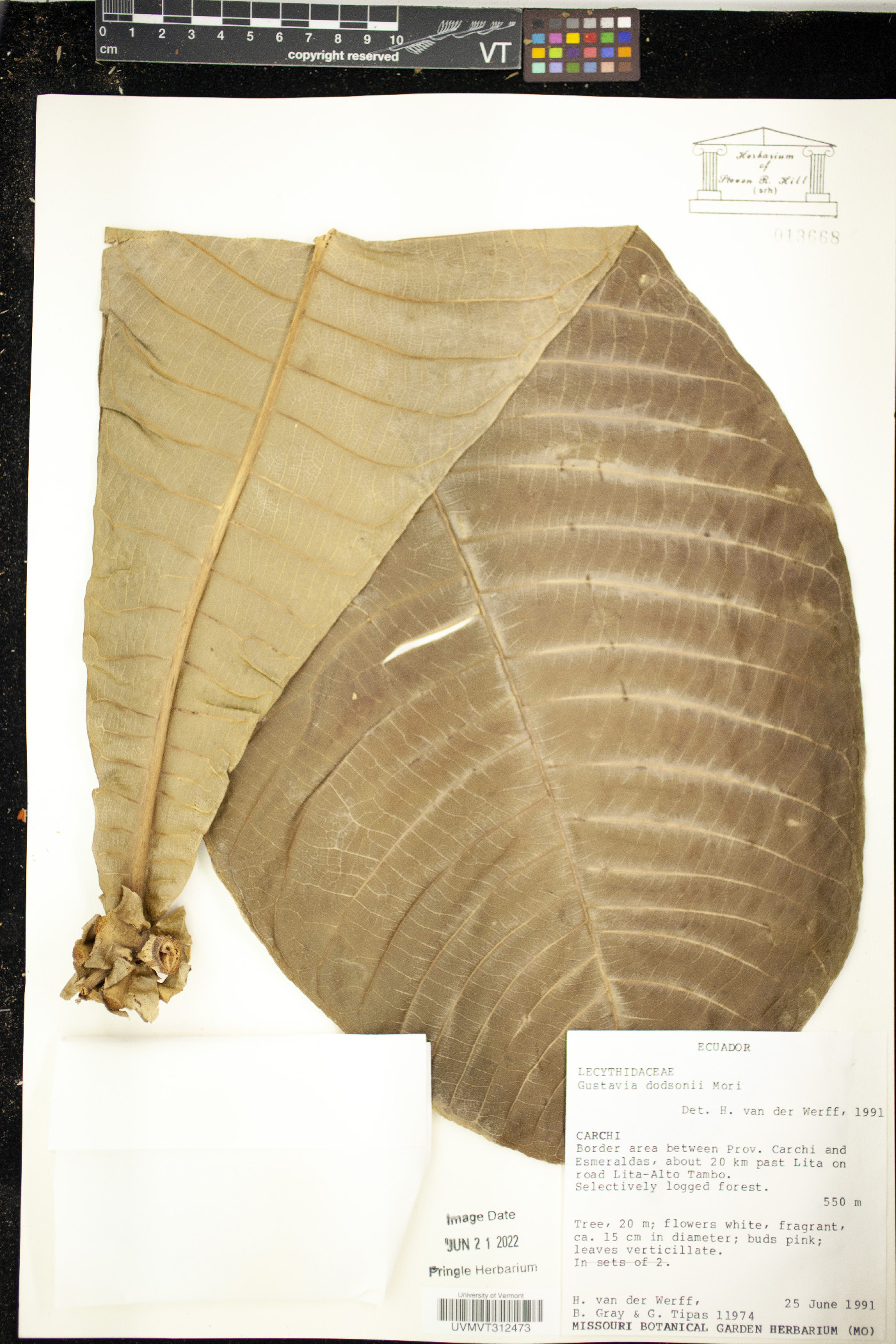 Gustavia dodsonii image