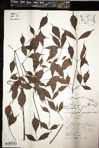 Leea guineense image