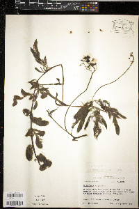 Utricularia foliosa image