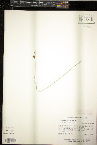 Utricularia juncea image