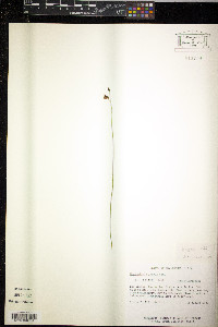 Utricularia juncea image