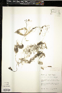 Utricularia radiata image