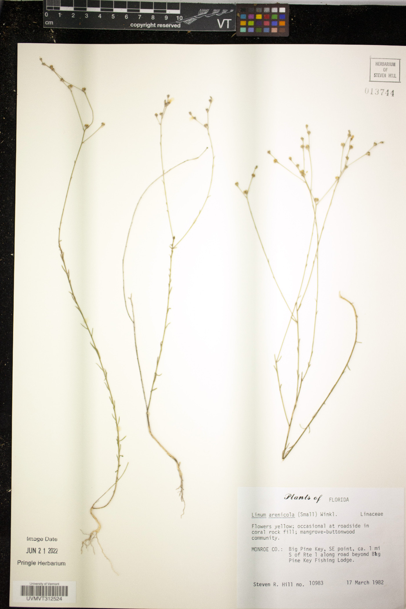 Linum arenicola image