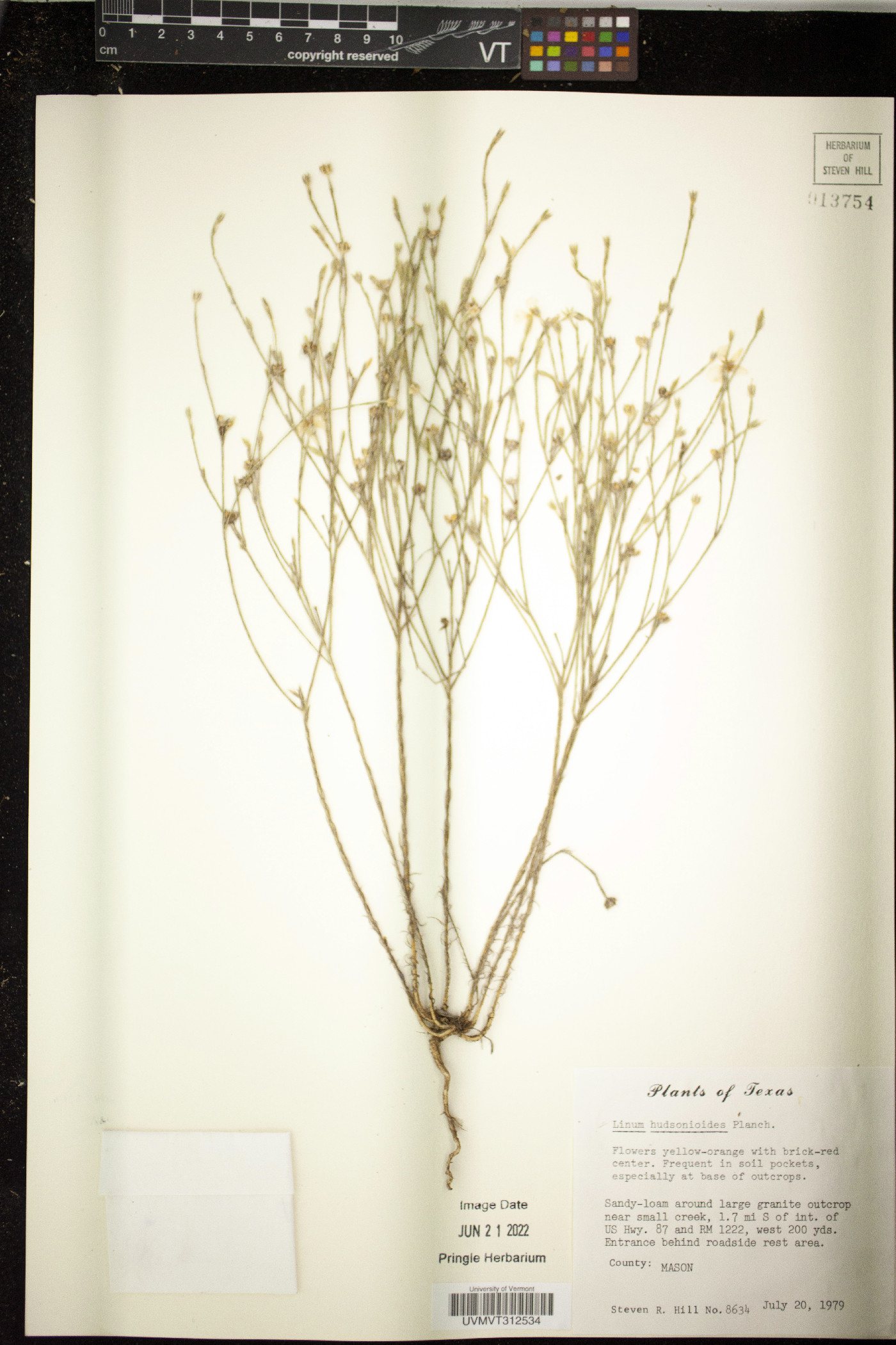 Linum hudsonioides image