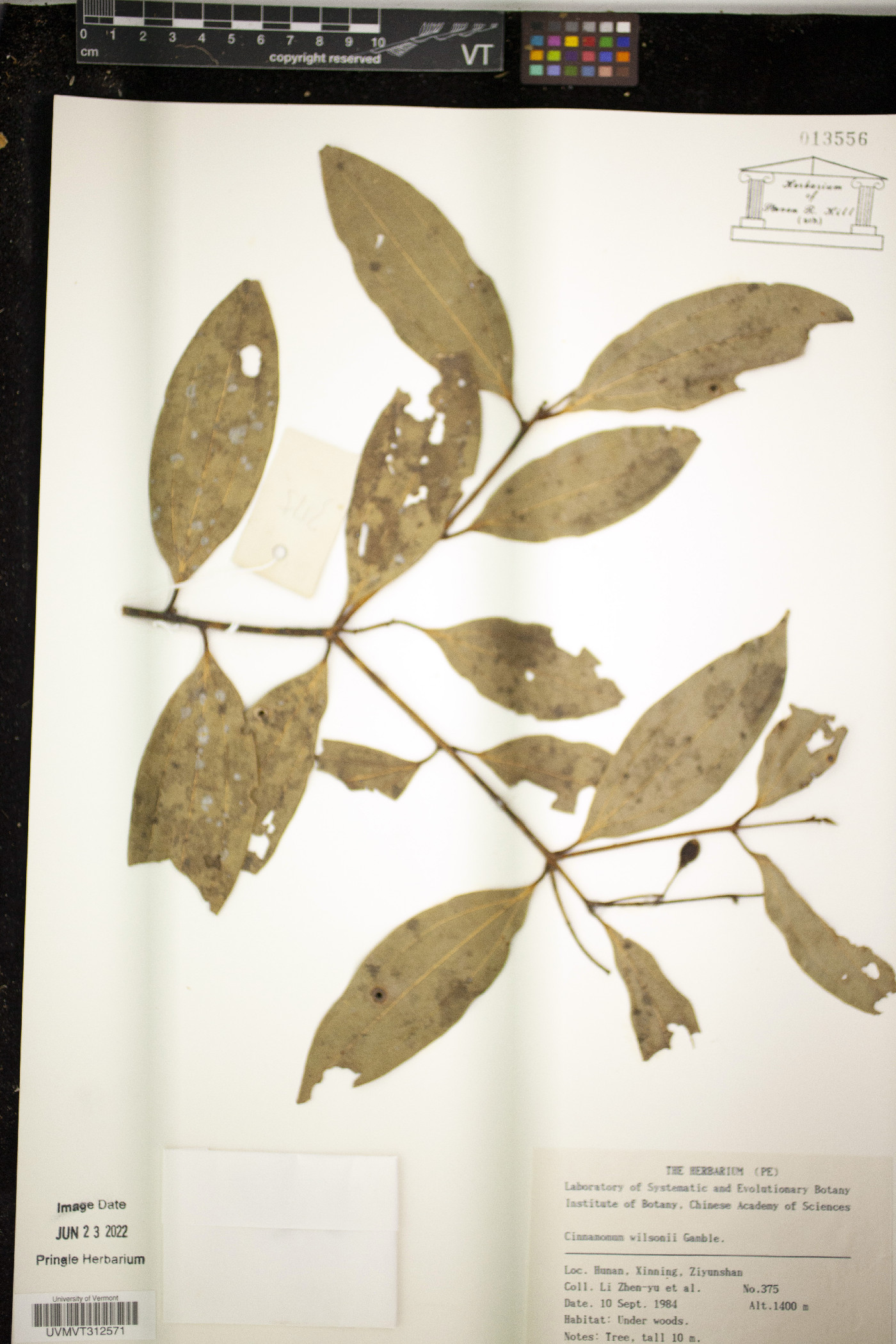 Cinnamomum wilsonii image