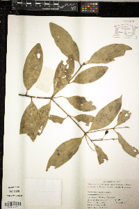 Media resource of Cinnamomum wilsonii