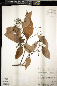 Endlicheria paniculata image