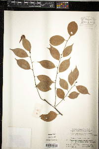 Image of Lindera aggregata