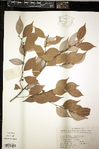 Image of Lindera floribunda