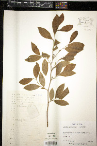 Lindera glauca image