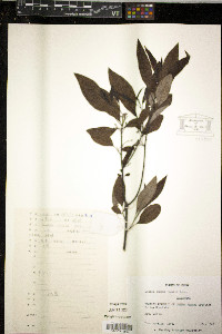 Litsea cubeba image