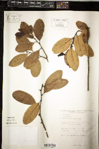 Image of Litsea ovalifolia
