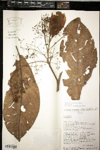 Nectandra cissiflora image