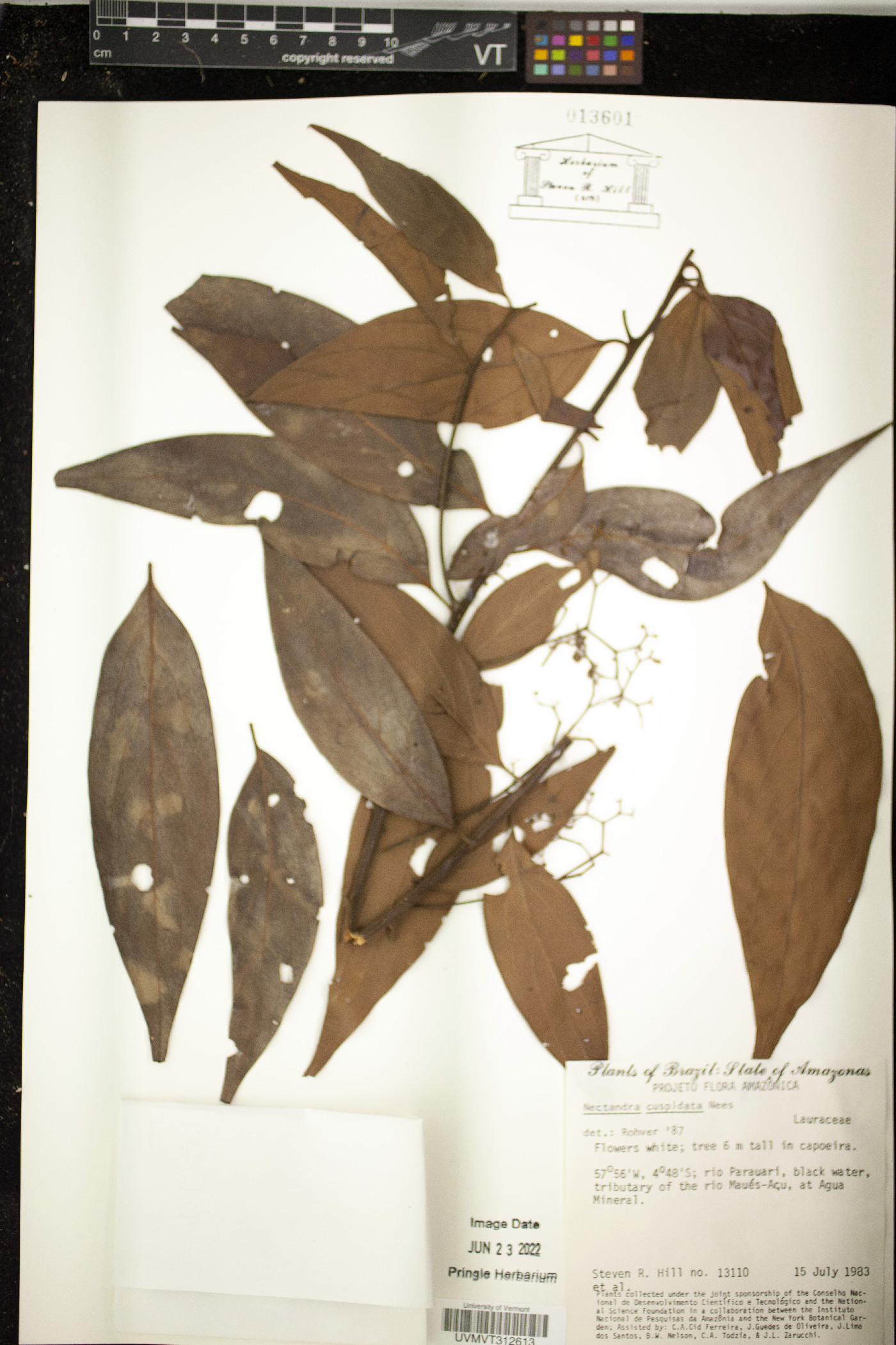 Nectandra cuspidata image