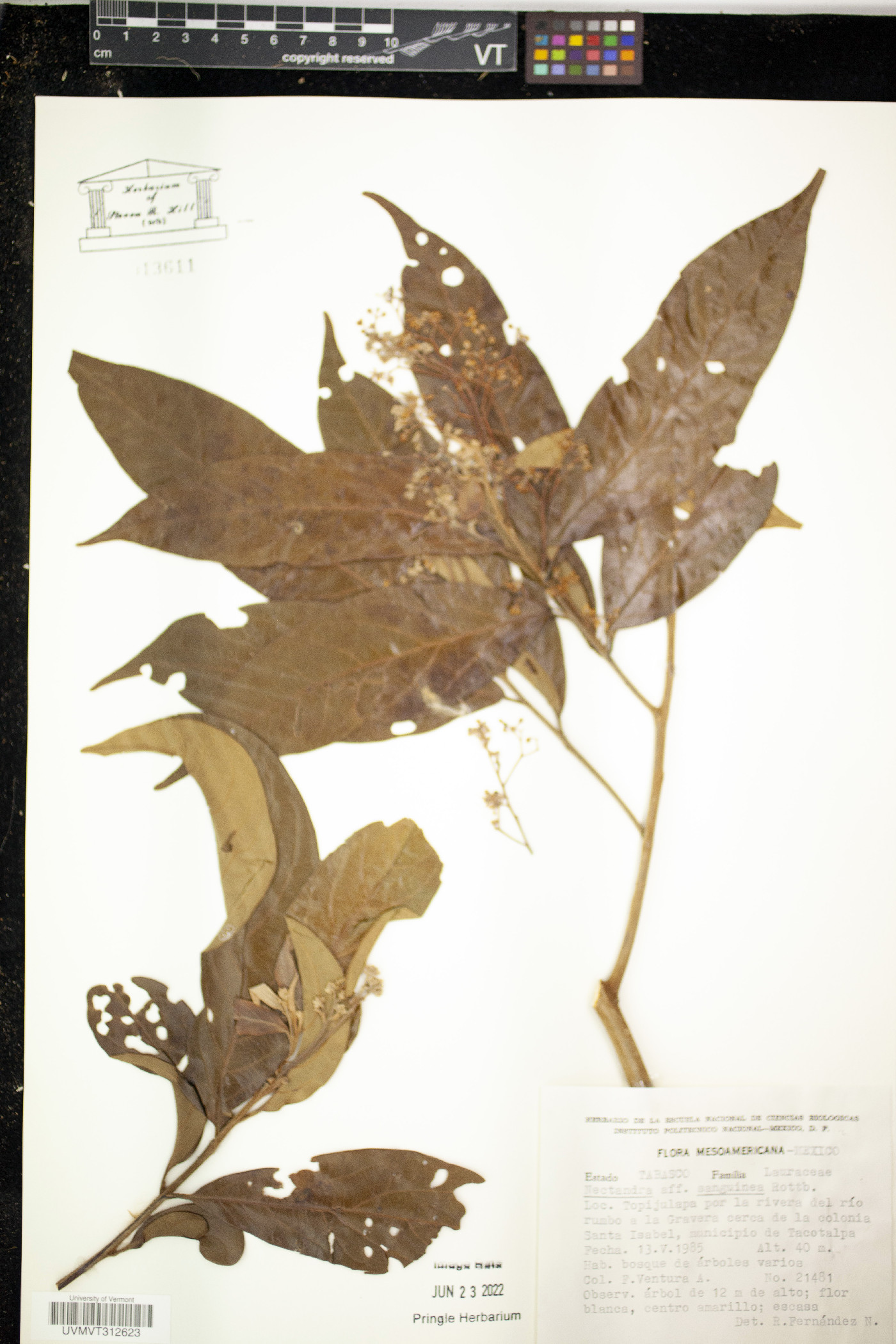 Nectandra sanguinea image