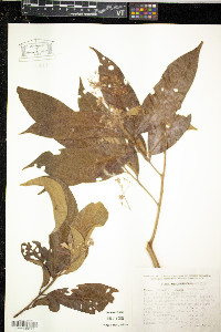 Nectandra sanguinea image