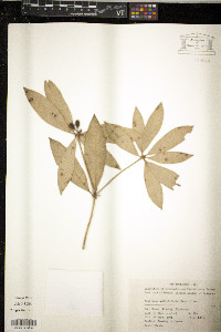 Image of Neolitsea confertifolia