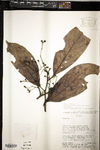 Ocotea leucoxylon image