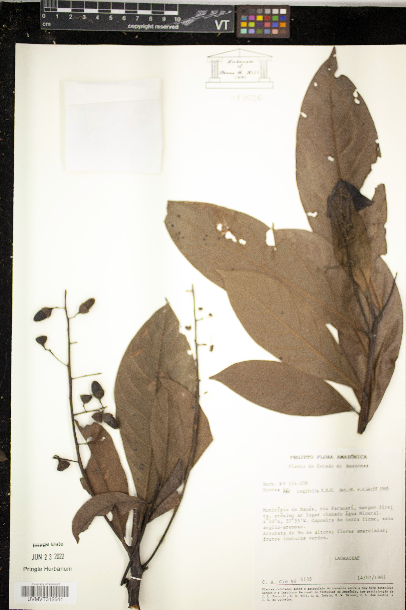 Ocotea longifolia image