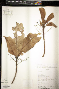 Pleurothyrium parviflorum image