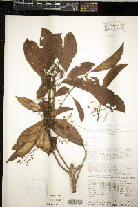 Pleurothyrium trianae image