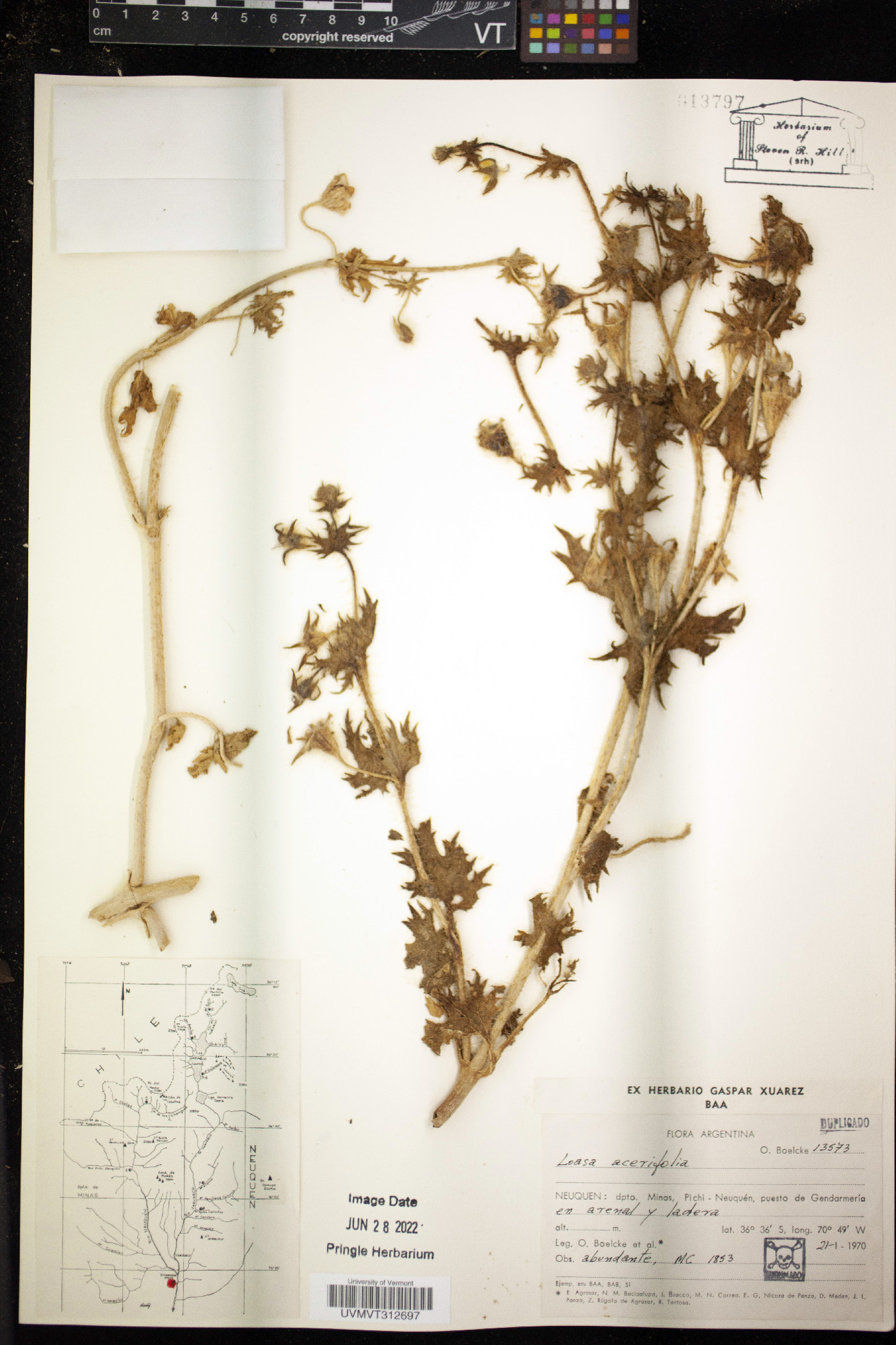Loasa acerifolia image