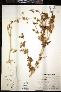 Image of Loasa acerifolia