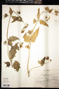Loasa acerifolia image