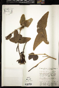 Image of Psittacanthus cordatus