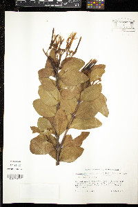 Psittacanthus martinicensis image