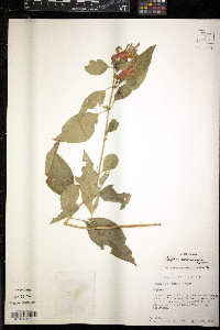 Cuphea schumannii image