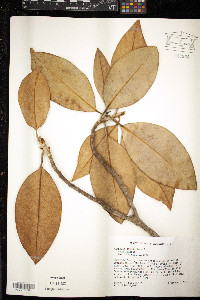 Magnolia grandiflora image