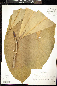 Magnolia tripetala image