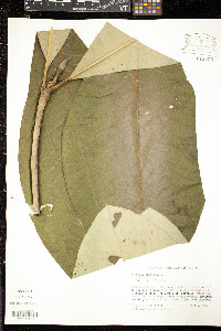 Magnolia tripetala image
