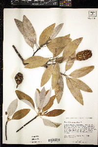 Magnolia virginiana image