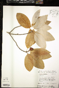 Magnolia virginiana image