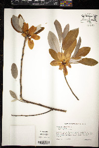 Magnolia virginiana image