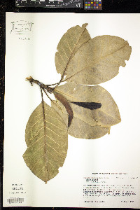 Image of Magnolia dodecapetala