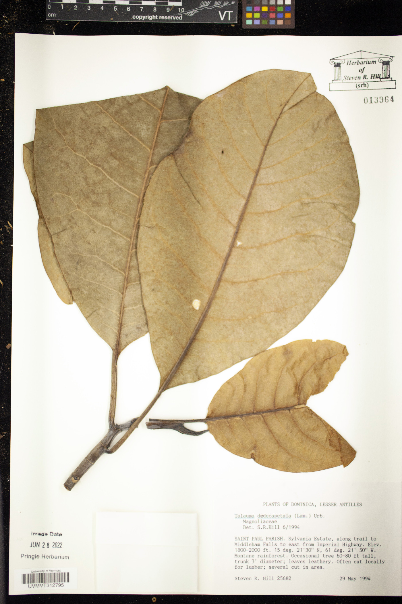 Magnolia dodecapetala image