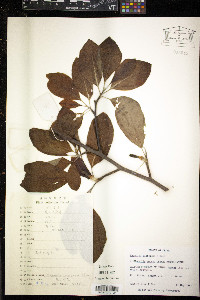 Magnolia sieboldii image