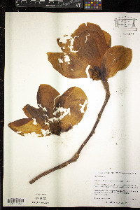 Magnolia x soulangiana image