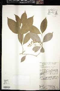 Bunchosia lanceolata image