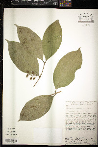 Bunchosia lanceolata image