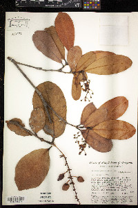 Burdachia sphaerocarpa image