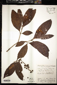 Byrsonima sericea image