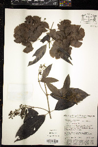 Alicia macrodisca image