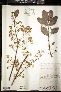 Mascagnia vacciniifolia image